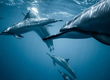 海林观察|对话任子威:让更多人在家门口感受冰雪运动的魅力